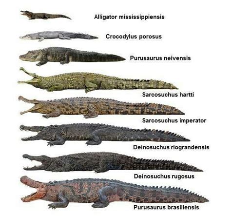 terror crocodile size chart.